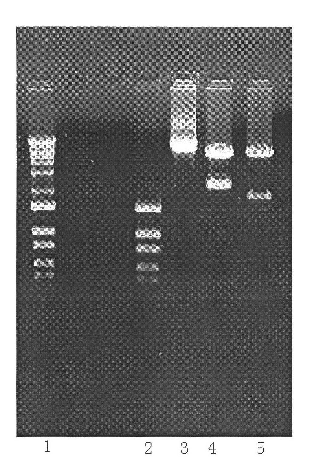 Recombinant human follicle-stimulating hormone and its preparation