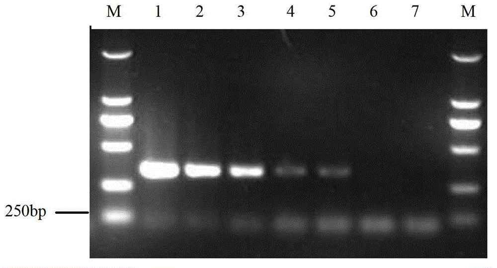 Method and kit for quickly detecting verticillium dahliae through PCR (polymerase chain reaction)