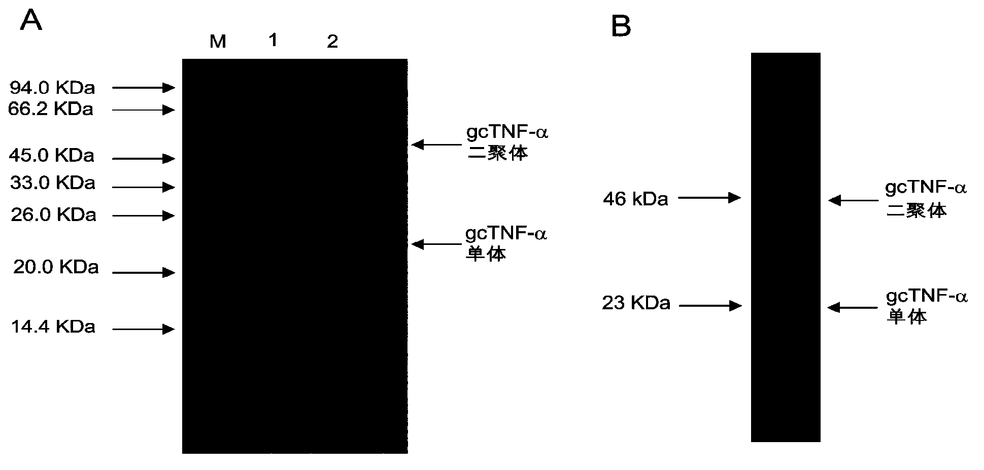 Recombinant expression method of grass carp tumor necrosis factor-alpha gene