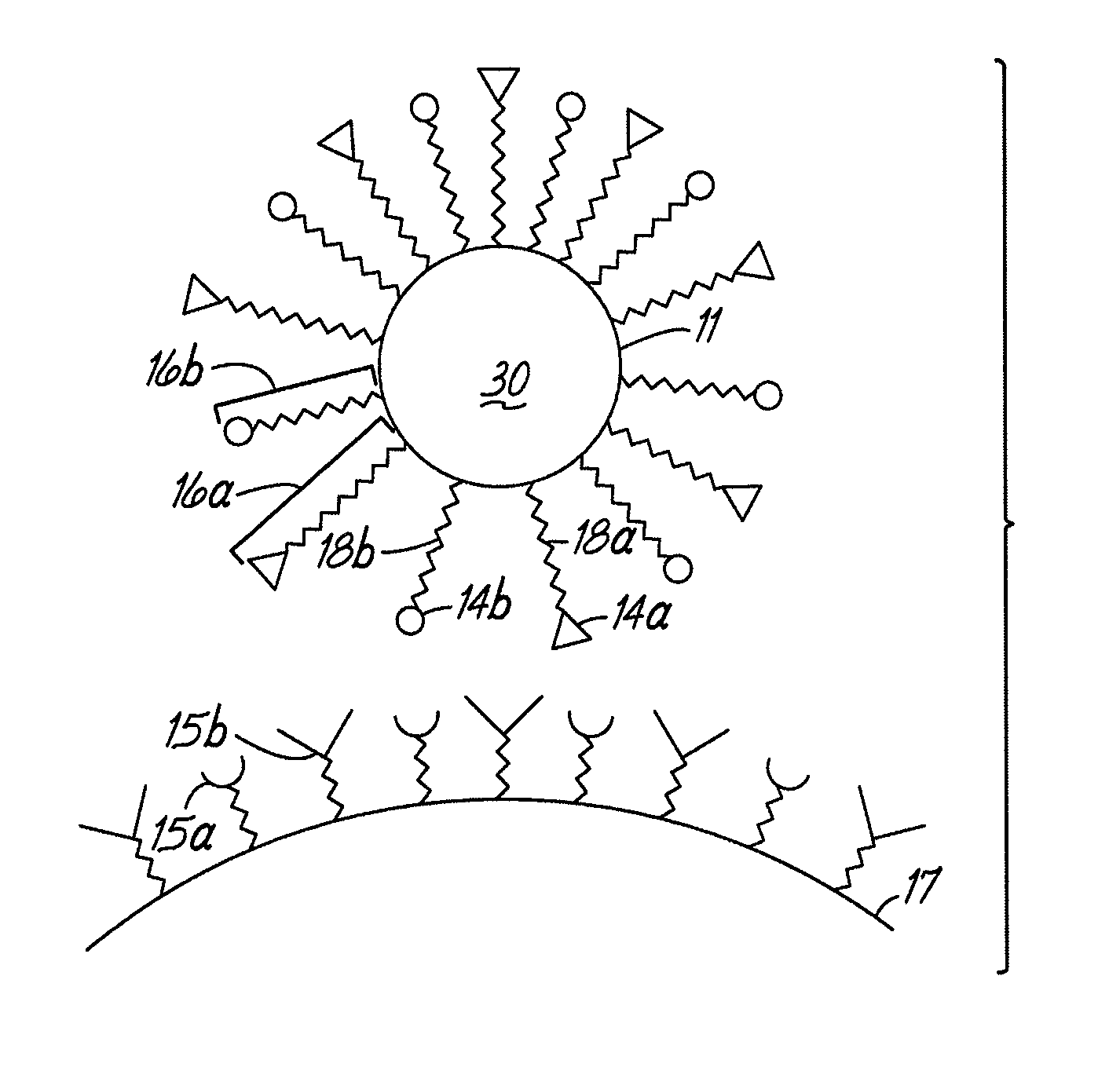 Multicomponent assemblies having enhanced binding properties for diagnosis and therapy