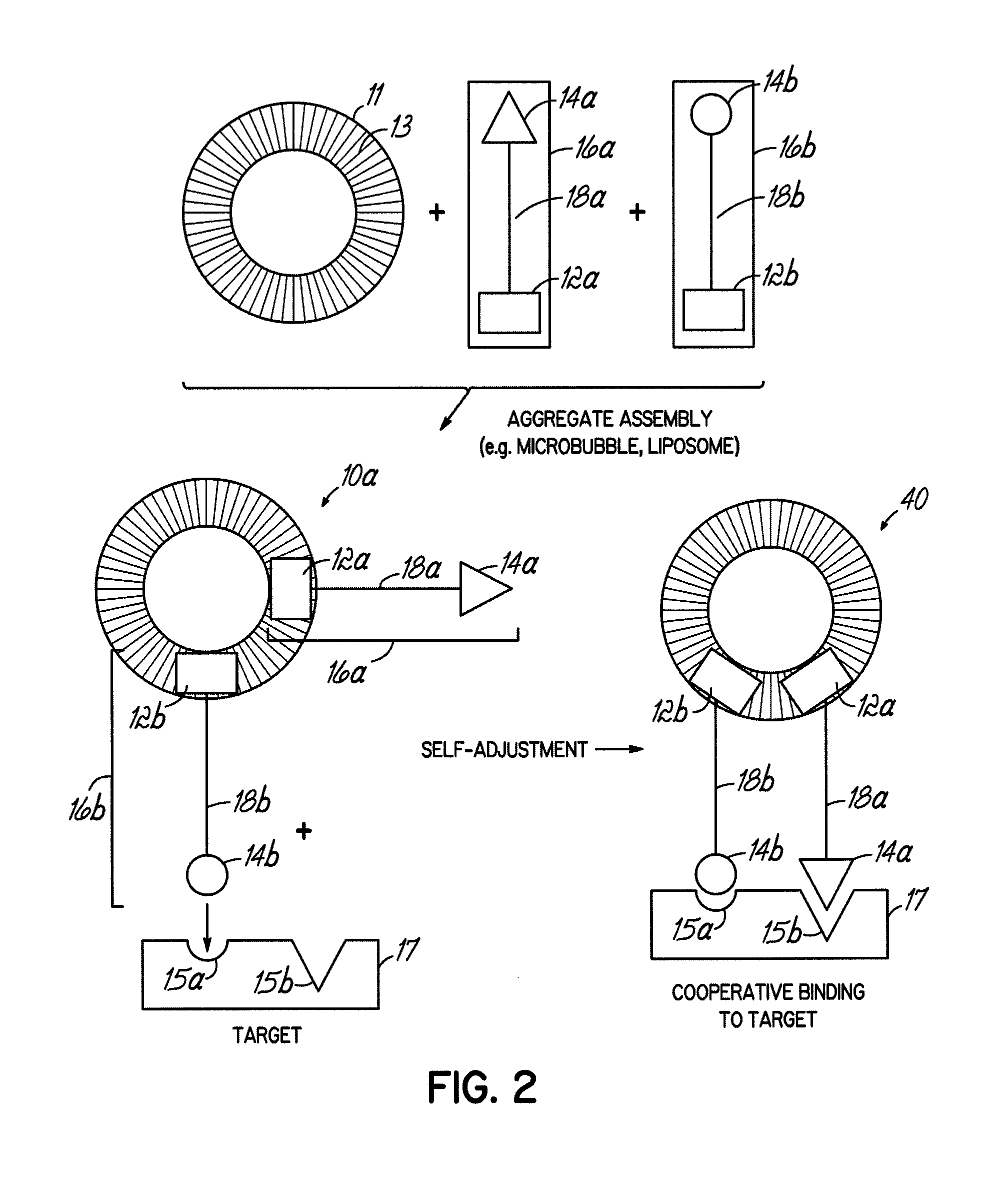 Multicomponent assemblies having enhanced binding properties for diagnosis and therapy