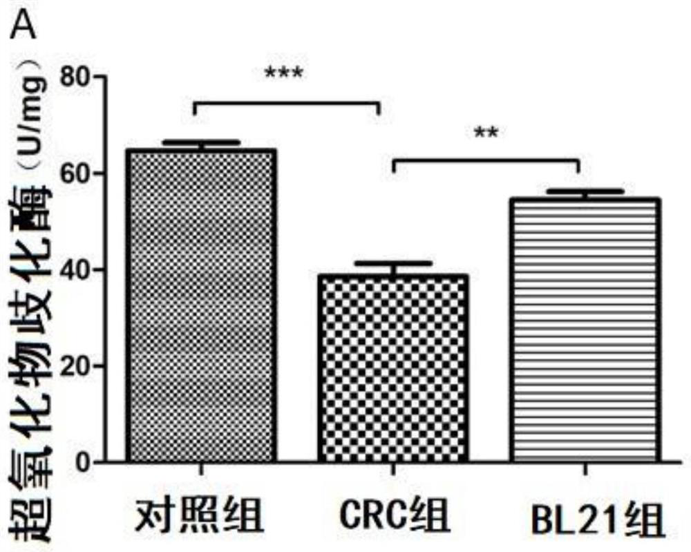 Application of bifidobacterium longum BL21 and microbial inoculum containing bifidobacterium longum BL21 in preparation of products for preventing, relieving or treating colorectal cancer