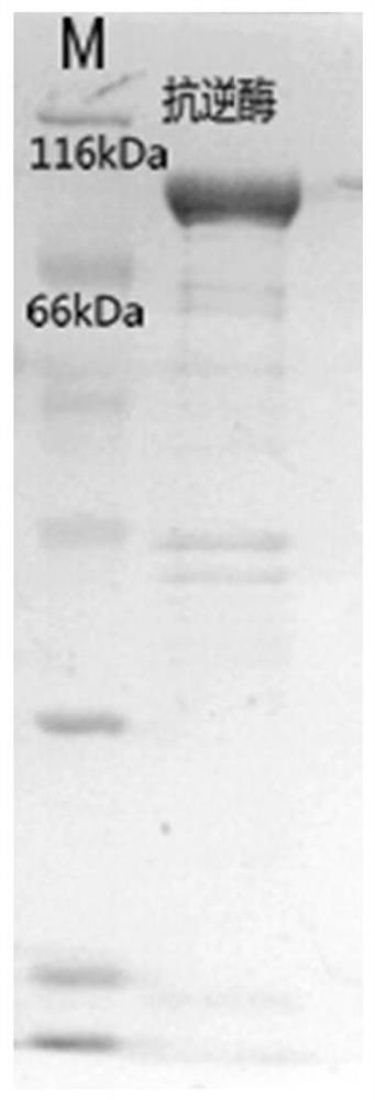 Taq DNA polymerase monoclonal antibody and application thereof
