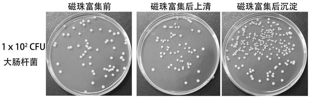 A kind of bacteria detection kit and its application