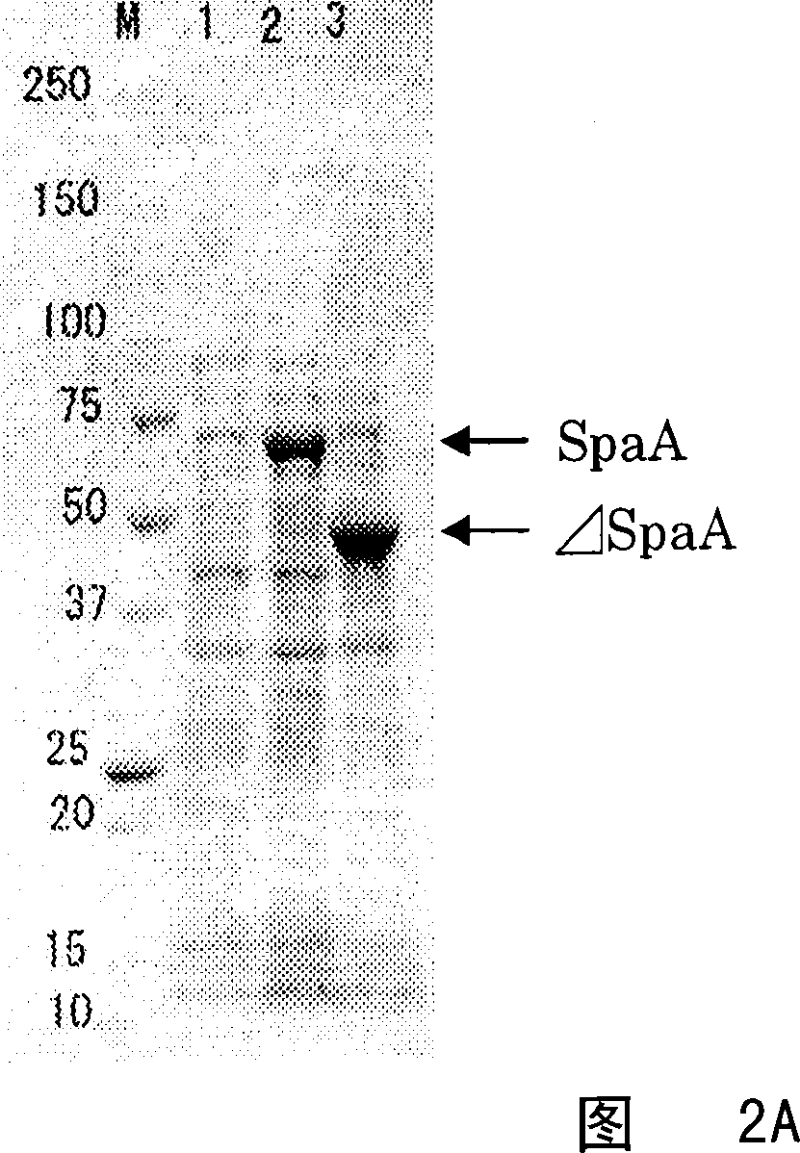 Process for producing erysipelothrix rhusiopathiae surface protective antigen mutant in escherichia coli