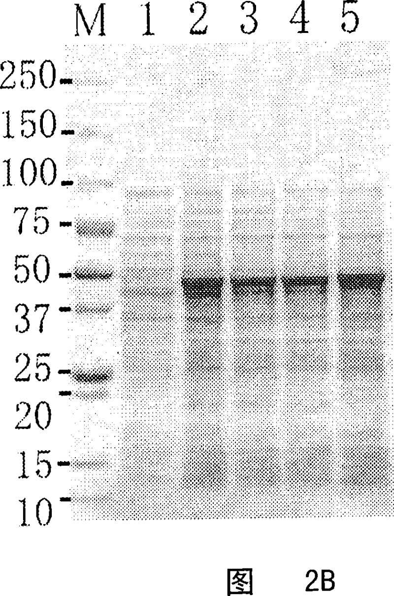 Process for producing erysipelothrix rhusiopathiae surface protective antigen mutant in escherichia coli