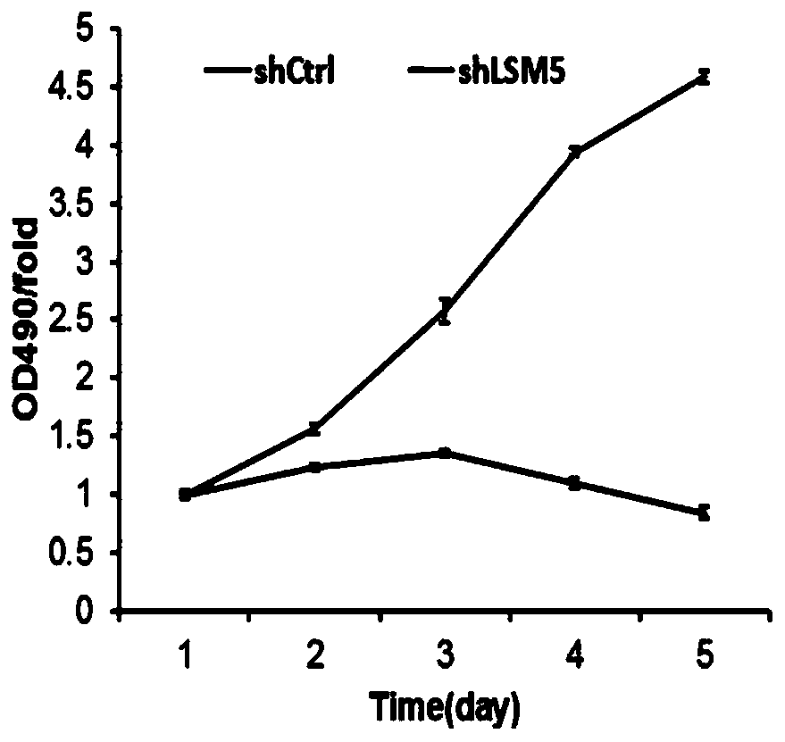 Application of human LSM5 gene and related products