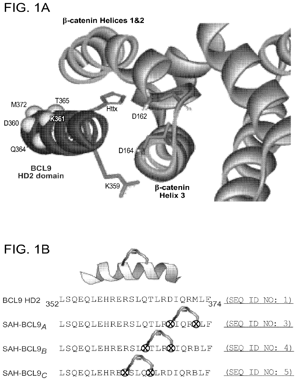 Targeting deregulated wnt signaling in cancer using stabilized alpha-helices of bcl-9