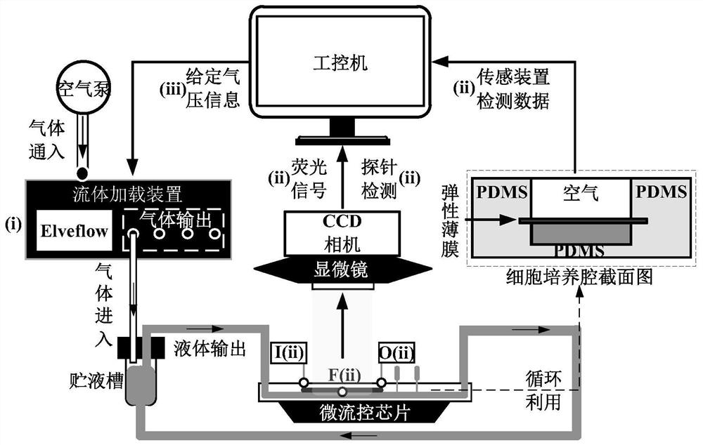 A microfluidic chip-scale extracorporeal circulation system for mechanobiology research of vascular endothelial cells