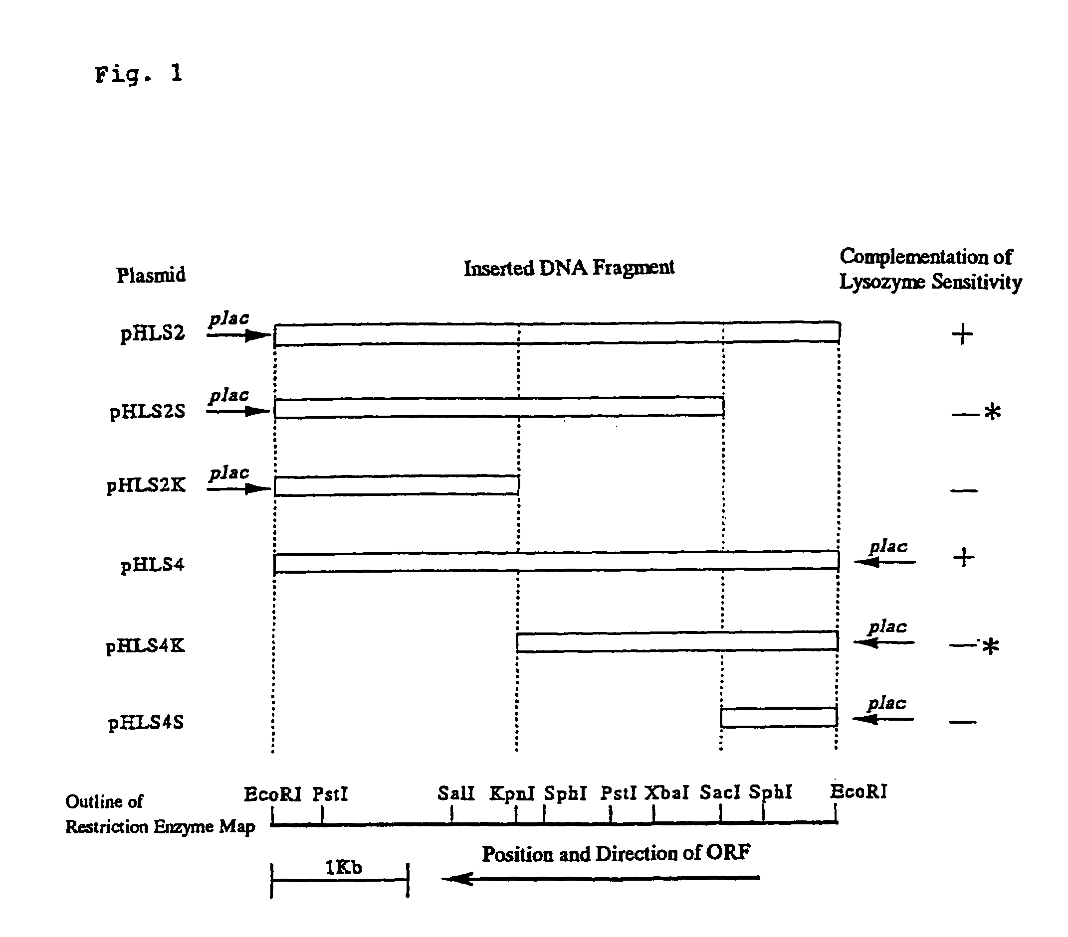 Gene conferring lysozyme insensitivity to Corynebacterium