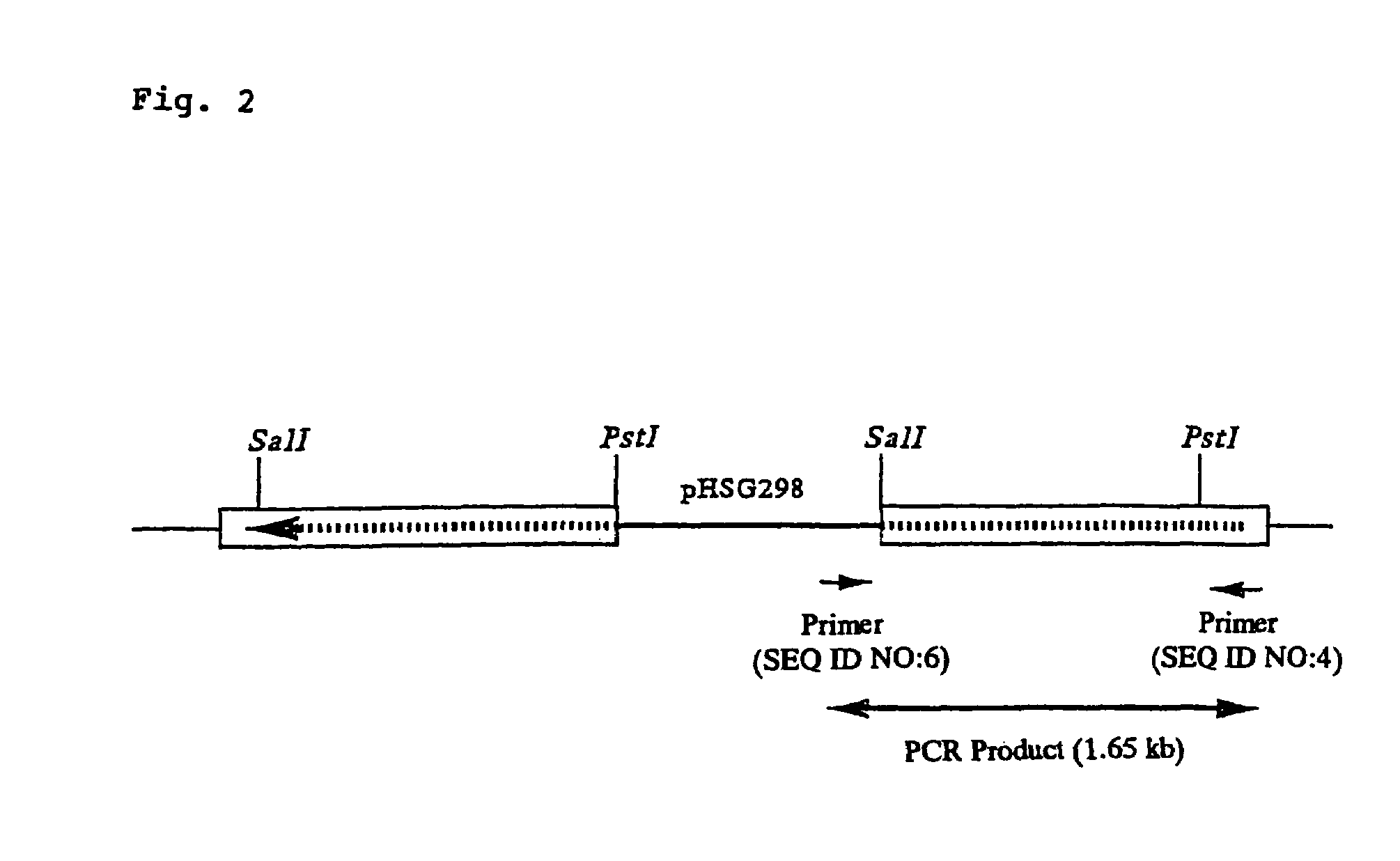 Gene conferring lysozyme insensitivity to Corynebacterium