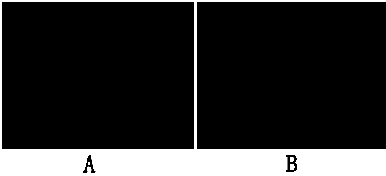 Tanshinone derivative, preparation method and application thereof