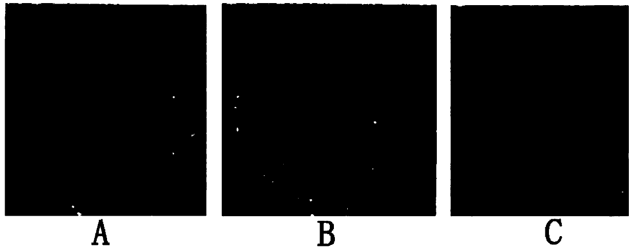 Tanshinone derivative, preparation method and application thereof