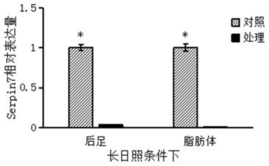 Migratory locust serine protease inhibitor 7 and its coding gene and application