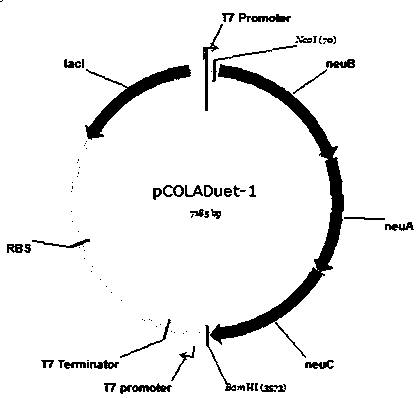 A kind of recombinant Escherichia coli and the method for biosynthesizing 3'-sialyllactose