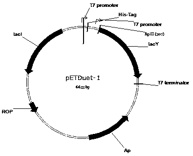 A kind of recombinant Escherichia coli and the method for biosynthesizing 3'-sialyllactose