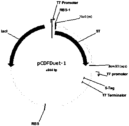 A kind of recombinant Escherichia coli and the method for biosynthesizing 3'-sialyllactose