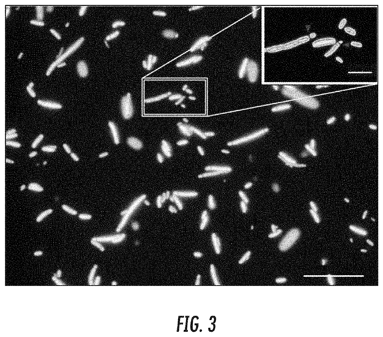 Compositions and Methods for Pesticide Degradation