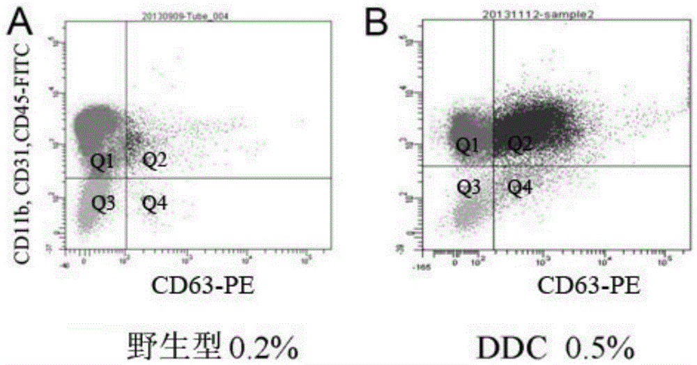 Specificity surface molecule marker CD63 of hepatic stem cell and application thereof