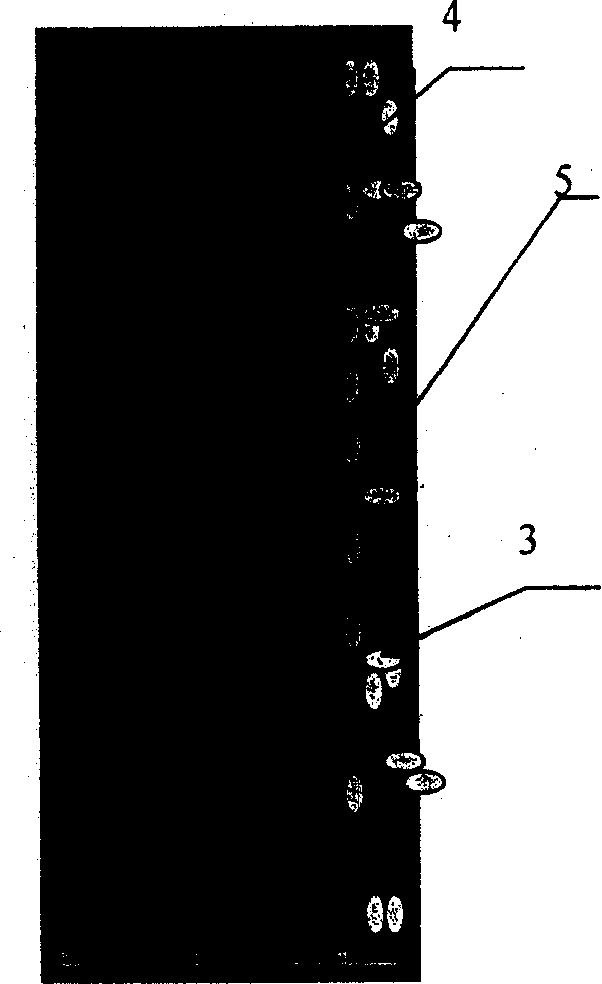 Biological active material for realizing percutaneous device biological sealing and method for making same