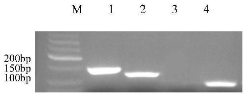 Multi-fluorescent quantitative PCR reagent kit capable of synchronously detecting three bovine respiratory pathogens, and multi-fluorescent quantitative PCR detection method capable of synchronously detecting three bovine respiratory pathogens