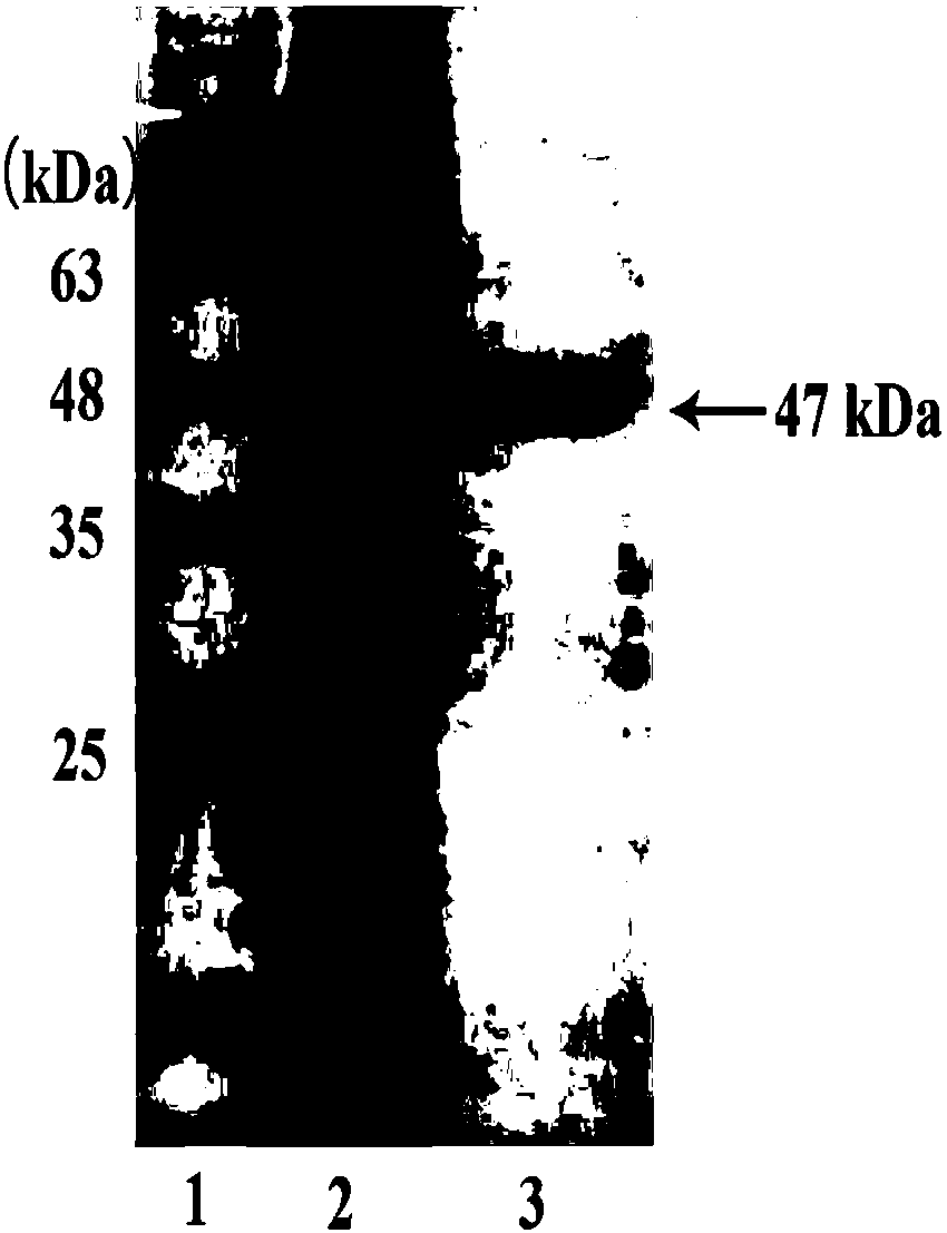Chitin enzyme and application thereof