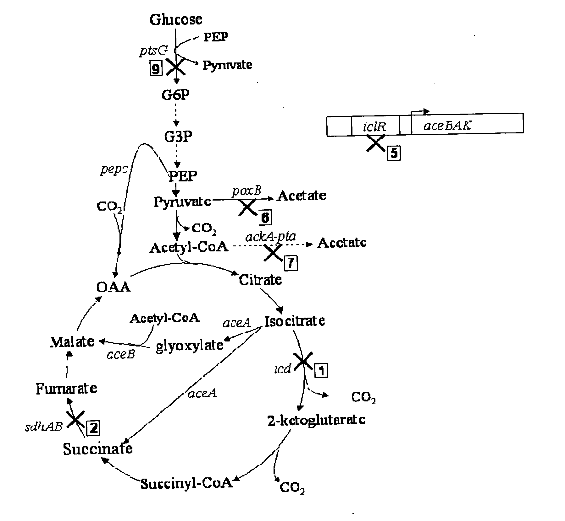 Aerobic succinate production in bacteria