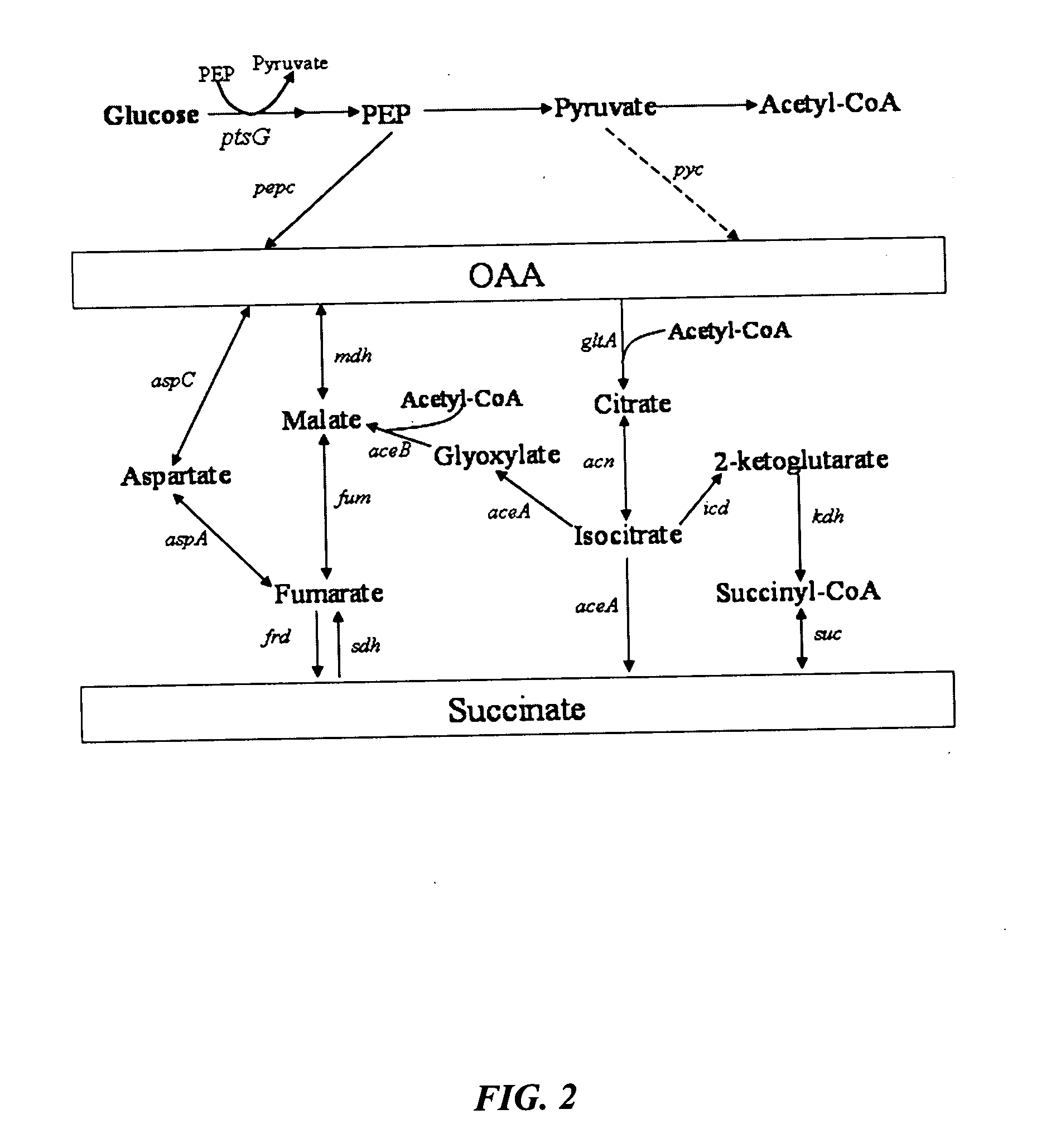 Aerobic succinate production in bacteria