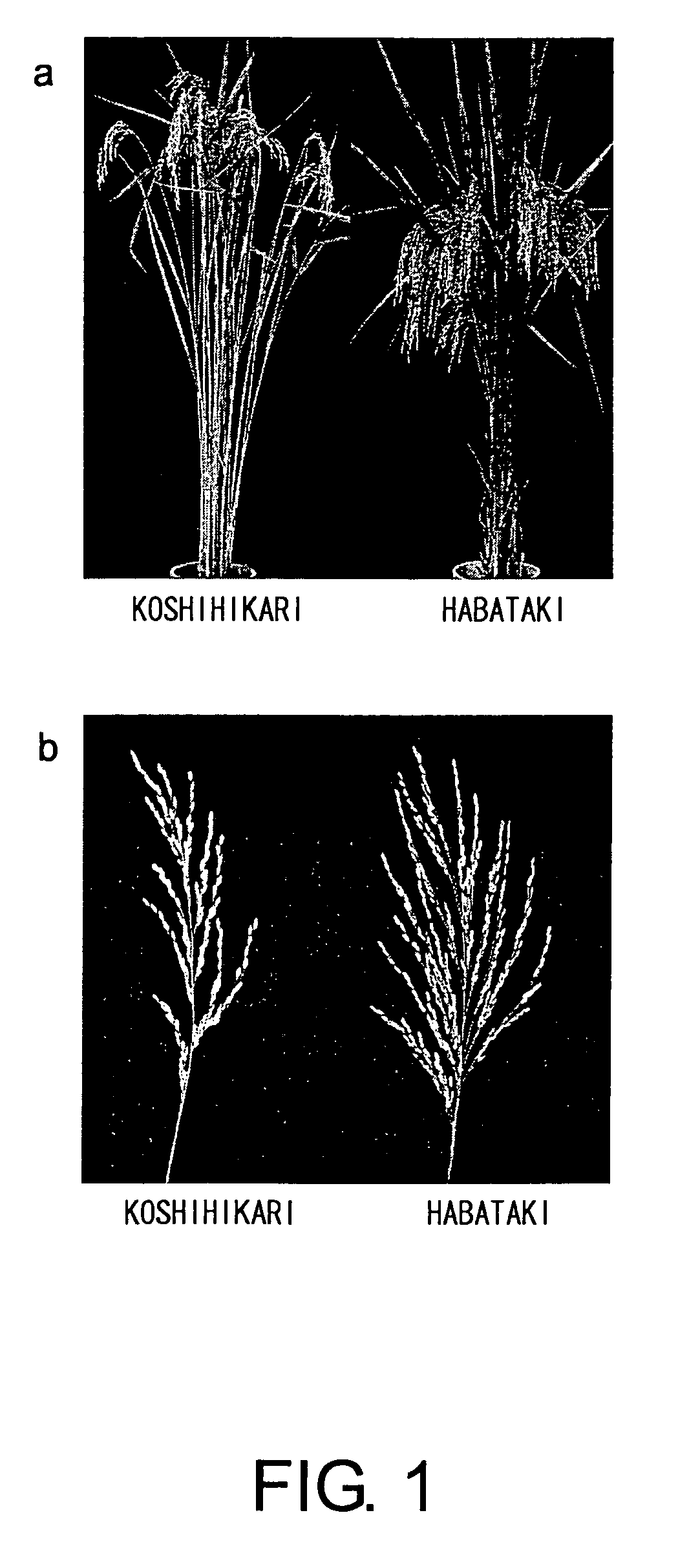 Genes for increasing grain yield and uses thereof