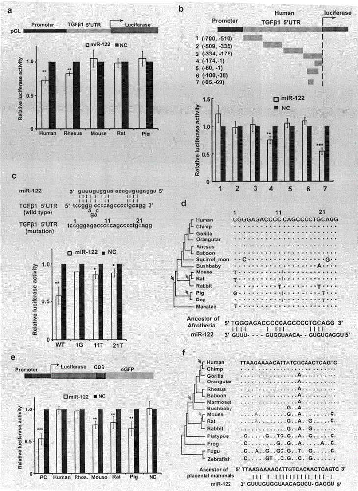 Construction method of primate miRNA-122 knockout model, primate liver cancer model and application thereof