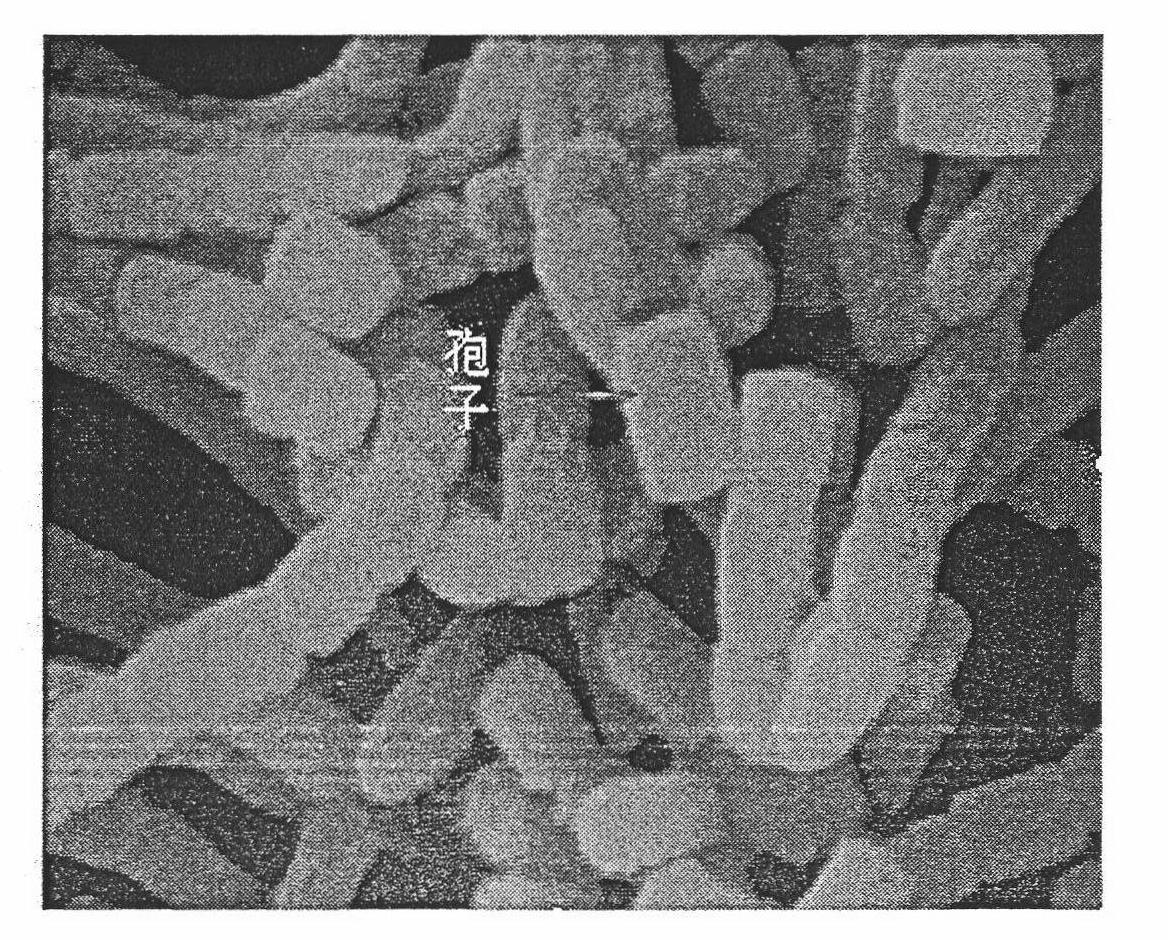 Method for preparing marine actinomyces and metabolite thereof and application