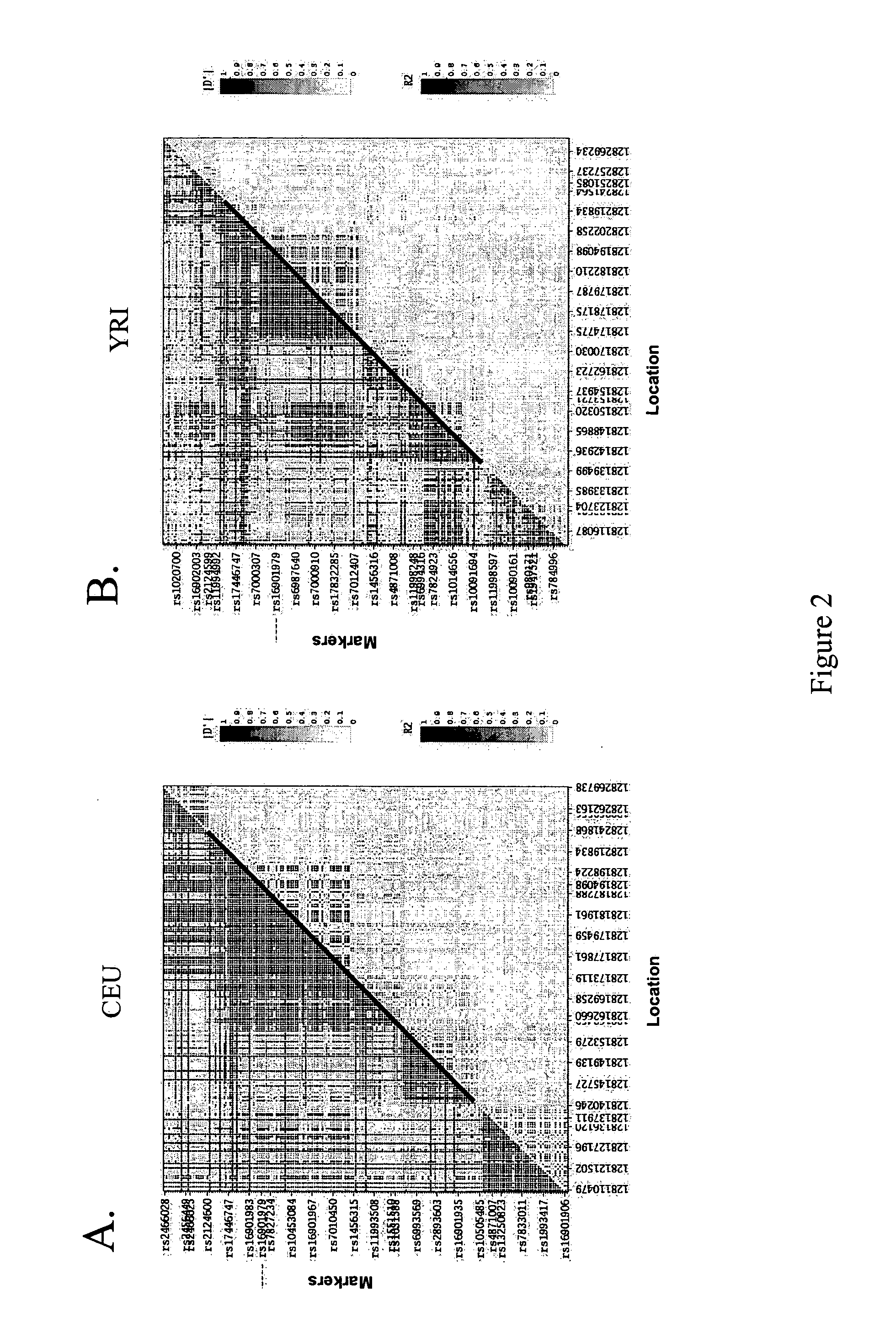 Cancer susceptibility variants on chr8q24.21