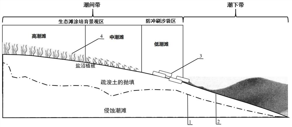 Coastal shoal ecological mud flat cultivation method based on dredged soil