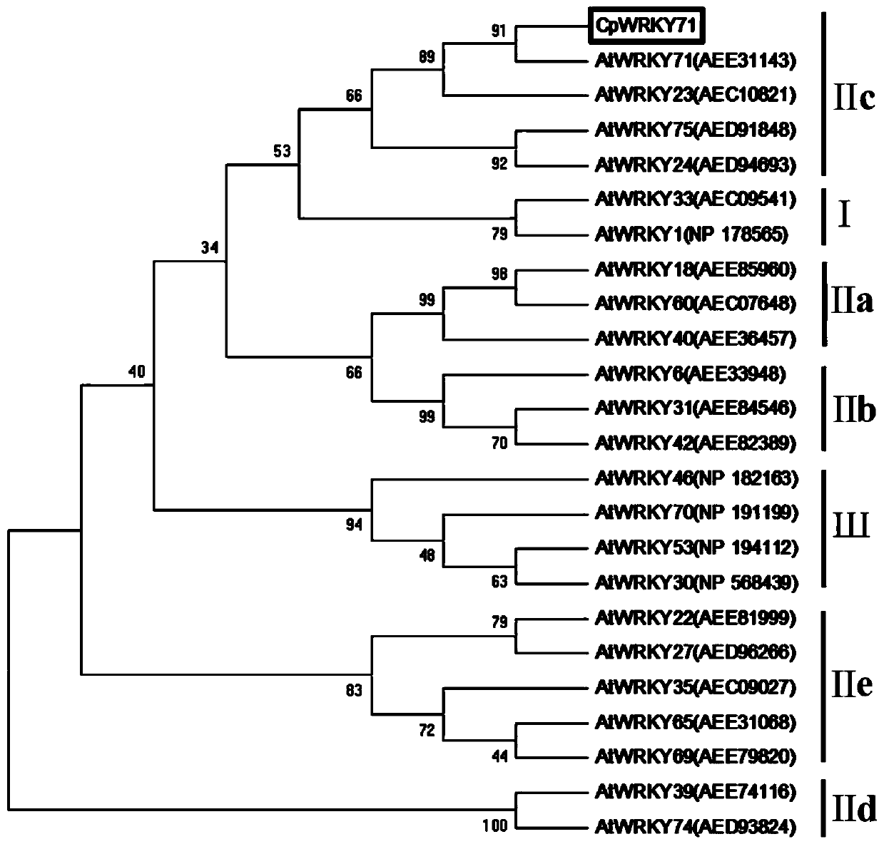 Cloning of Calycanthus praecox WRKY transcription factor gene CpWRKY71 and its promoter and application thereof