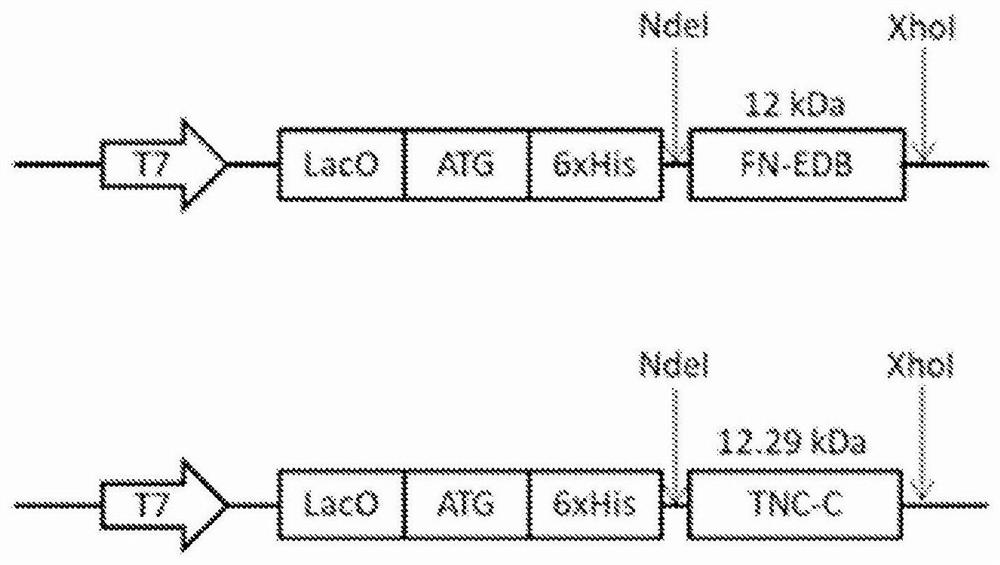 Bi-specific extracellular matrix binding peptides and methods of use thereof