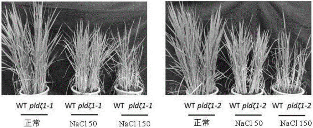 Application of phospholipase gene PLDzeta1 in improving salt resistance of plant