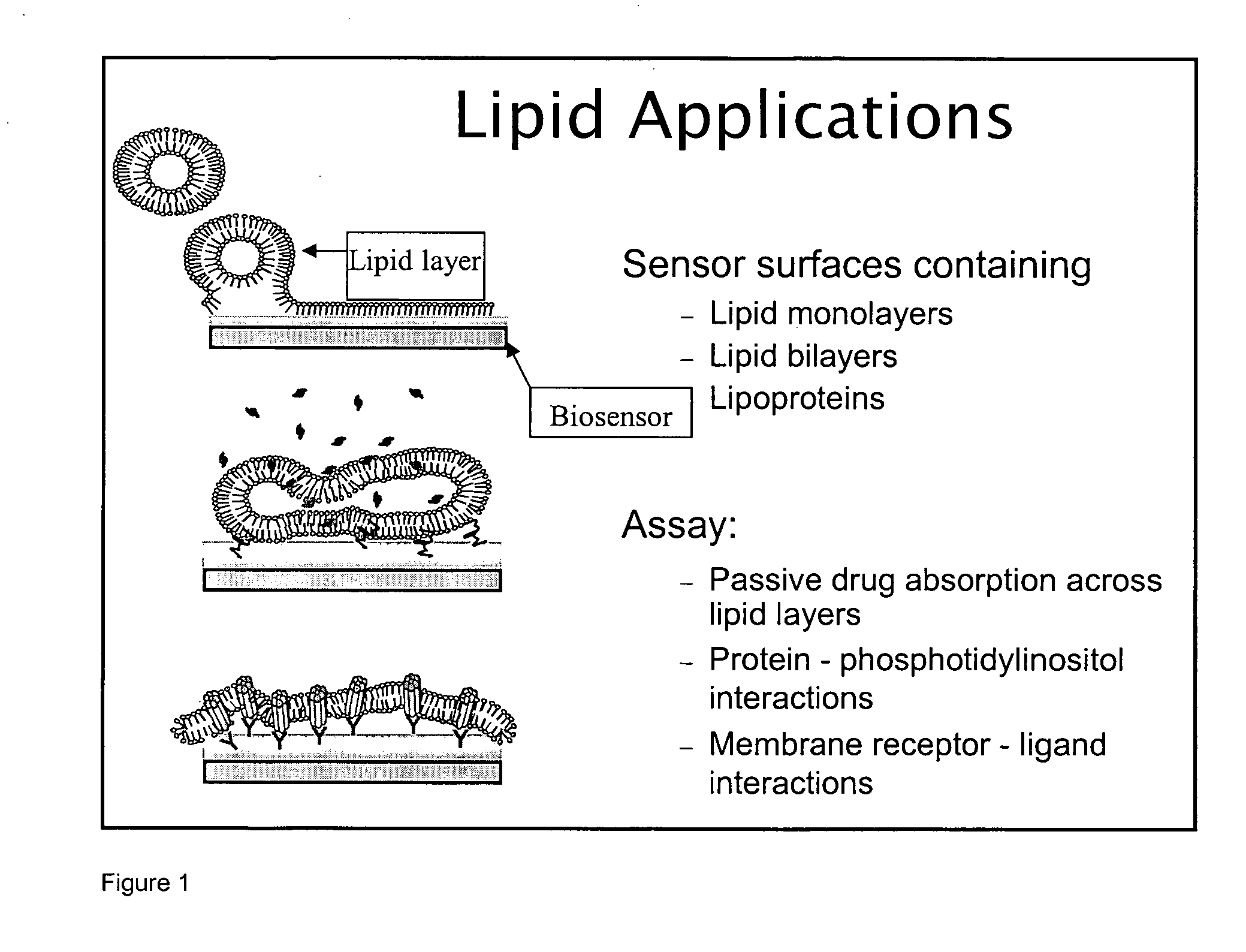 Proteolipid membrane and lipid membrane biosensor