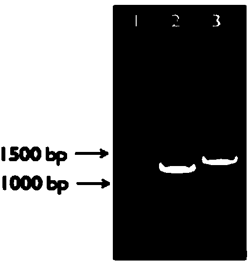 Pseudomonas fluorescens CB113 QS system comQ gene deletion mutant strain and application thereof