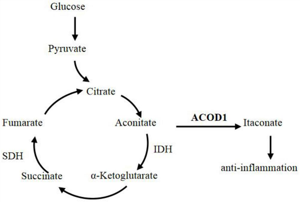 Application of dimethyl itaconate in preparation of medicine for treating and/or preventing neurodegenerative diseases