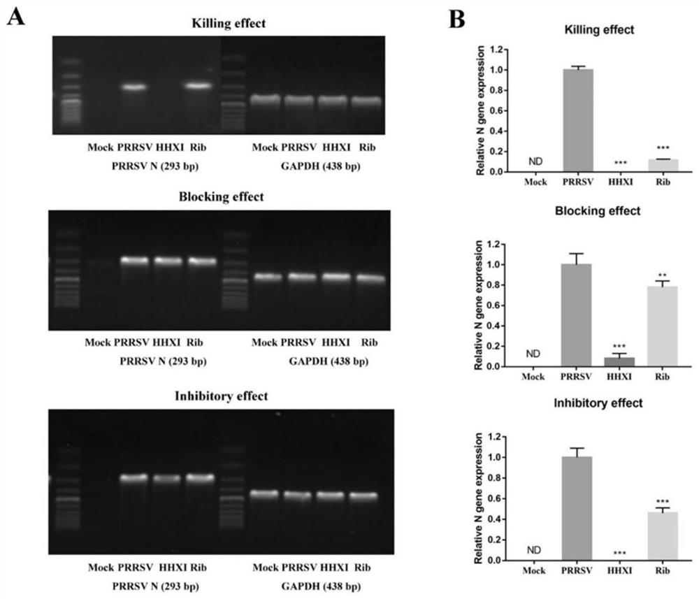 Application of anise plant or extract thereof in preparation of anti-animal virus medicine