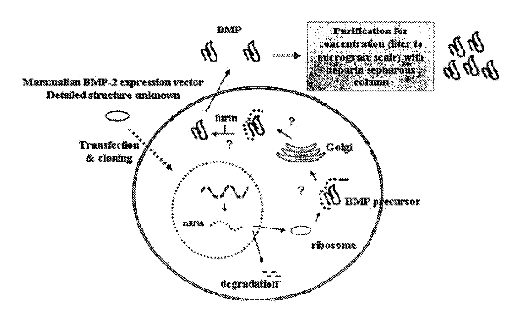 Non-activated polypeptides having a function of tissue regeneration and method for preparing the same