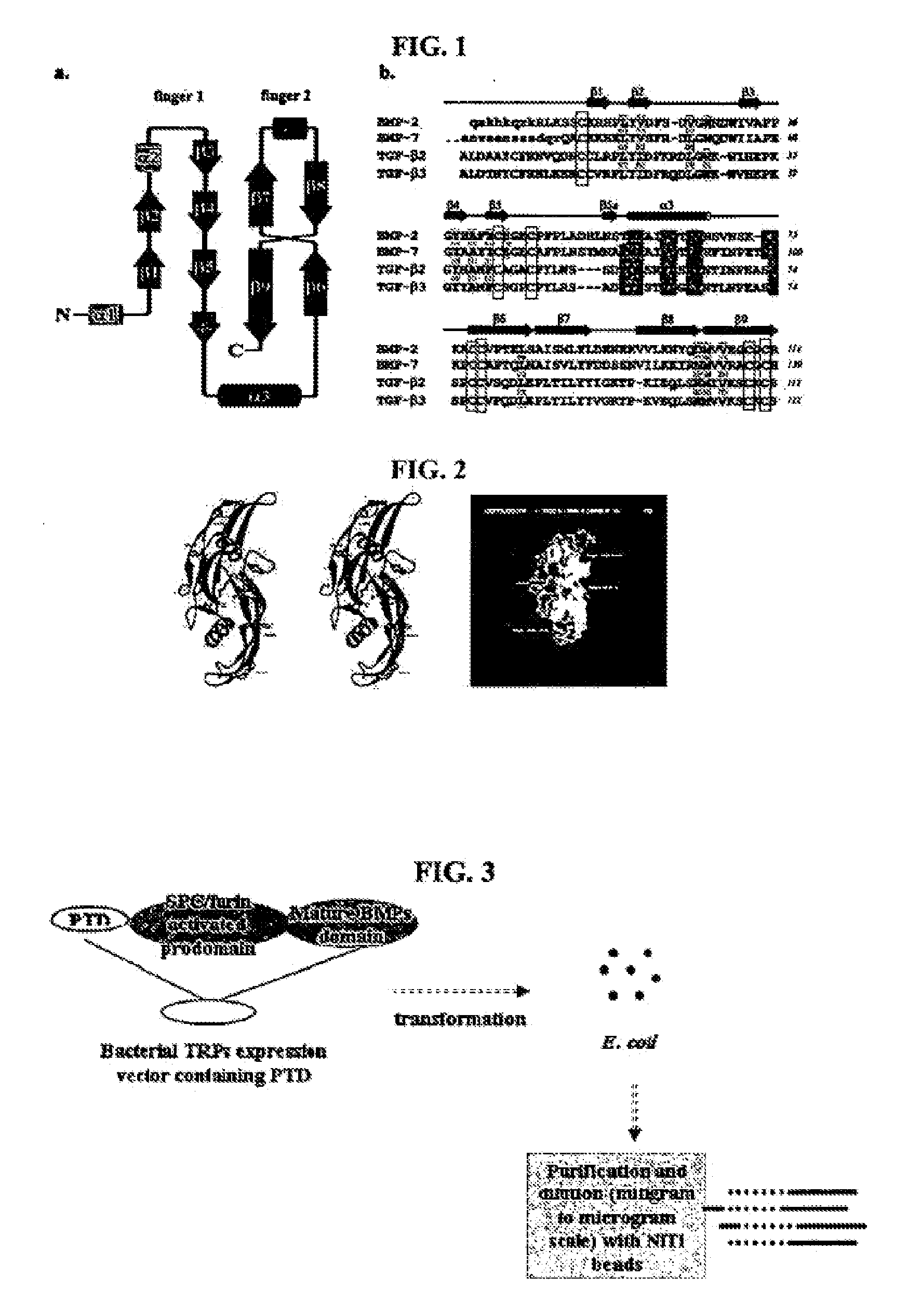 Non-activated polypeptides having a function of tissue regeneration and method for preparing the same