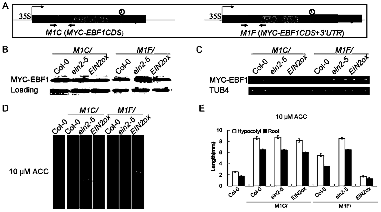 Application of ein2 protein in repressing gene expression