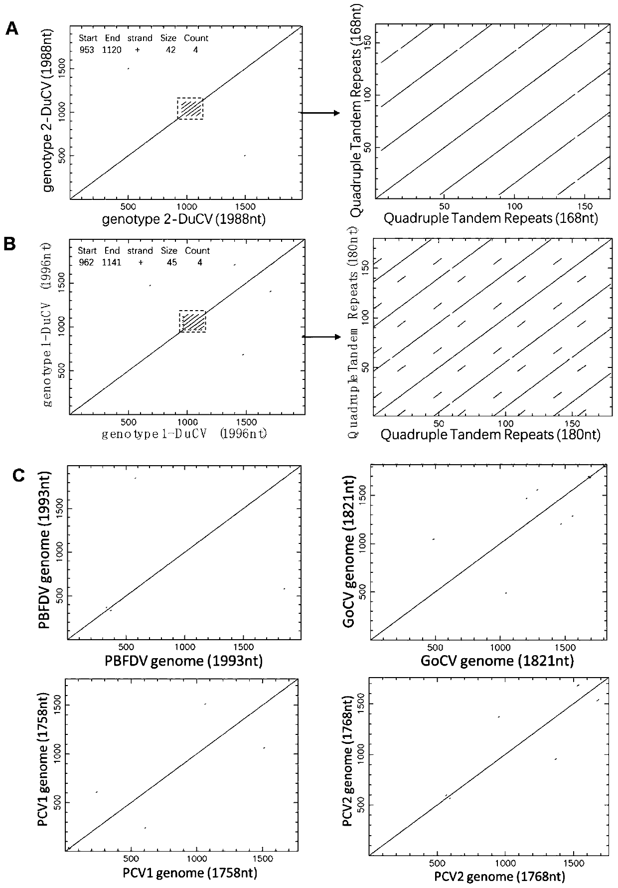 A kind of duck circovirus tandem repeat sequence and its application