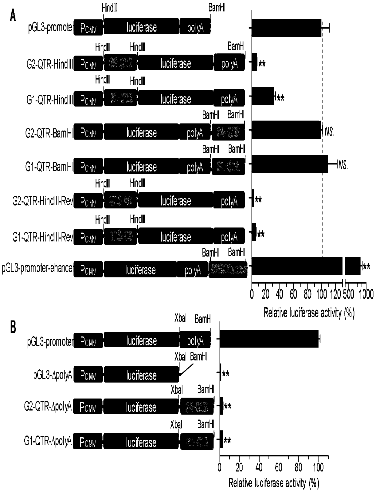 A kind of duck circovirus tandem repeat sequence and its application