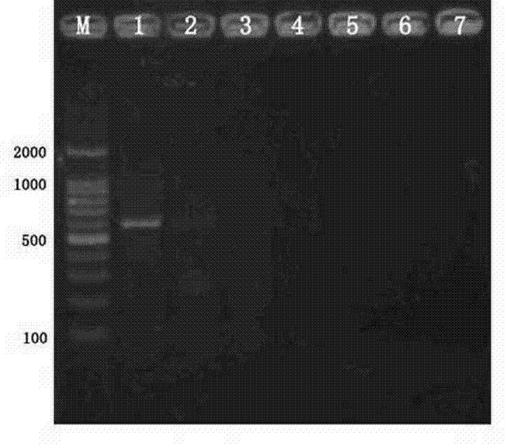 Method for testing and identifying cepaea hortensis through polymerase chain reaction (PCR)