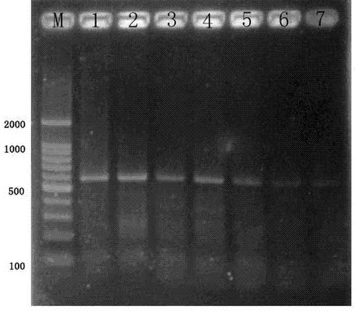 Method for testing and identifying cepaea hortensis through polymerase chain reaction (PCR)