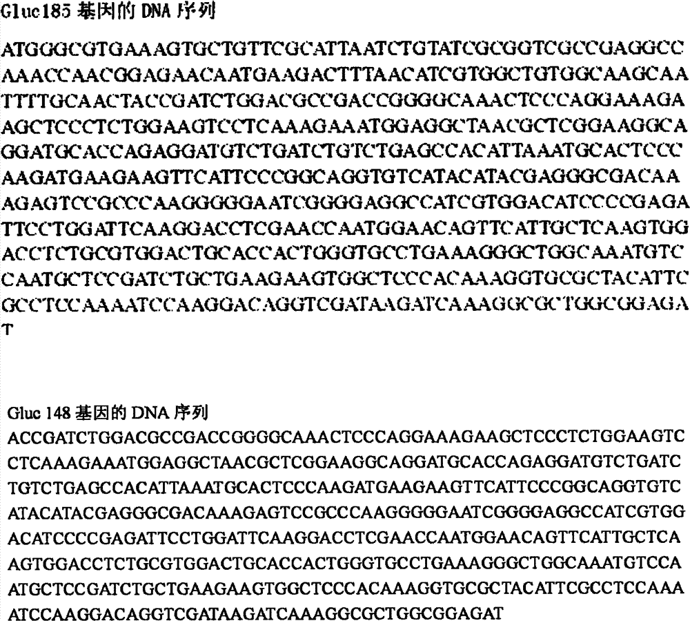 Luciferase active fragment and application thereof