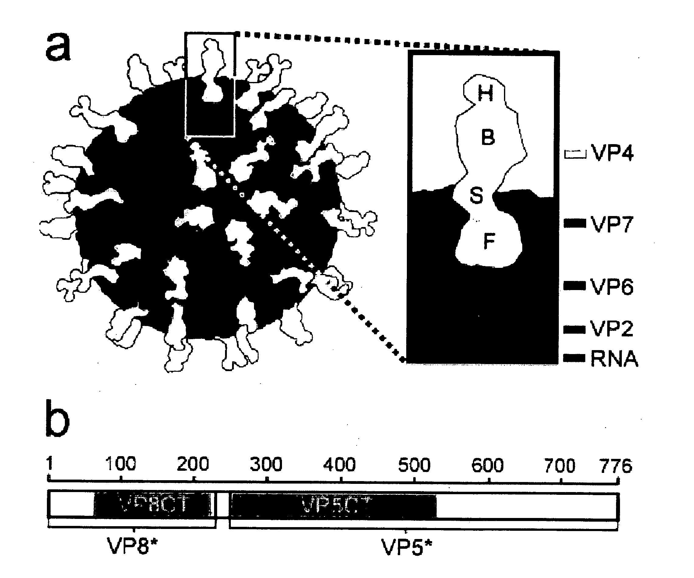 Rotavirus antigens