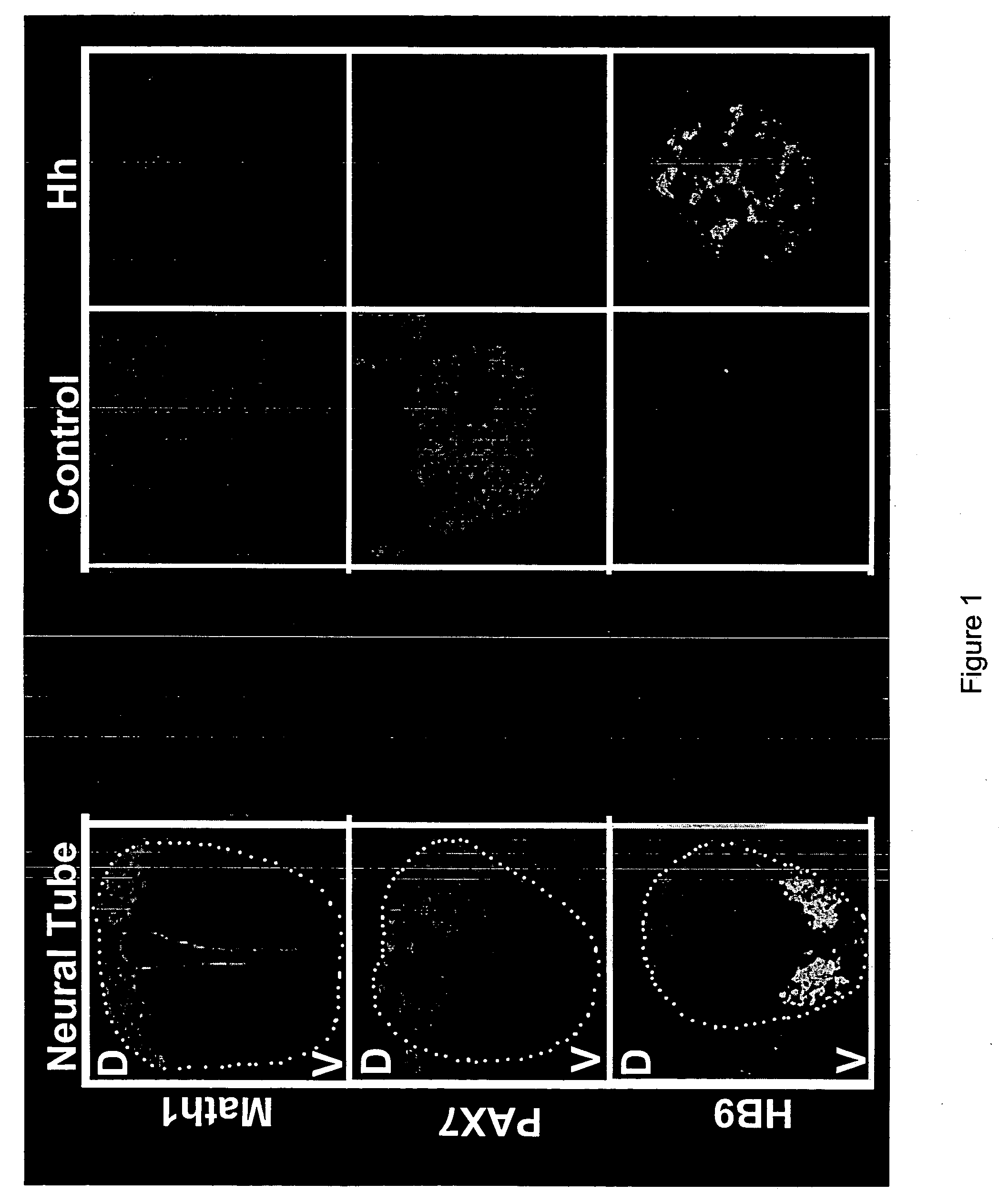 Stem cell-based methods for identifying and characterizing agents